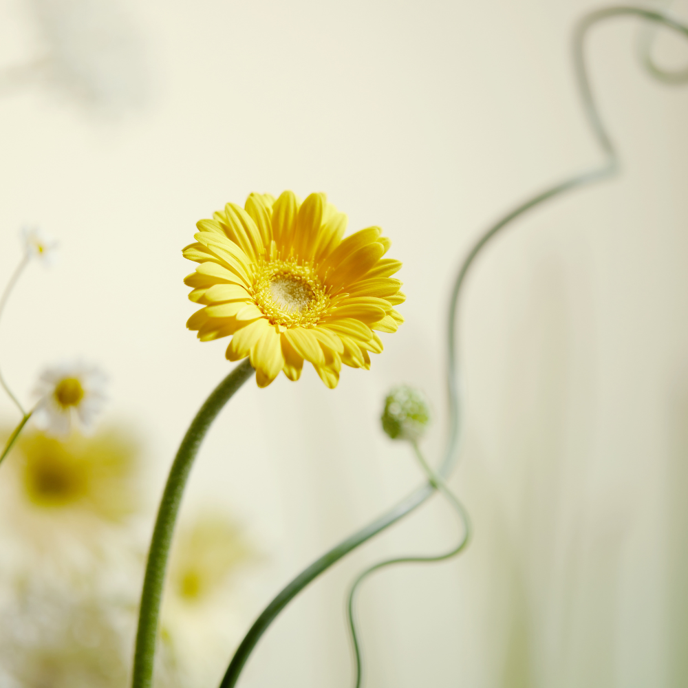 Aprilskin | Calendula Peel Off Mask