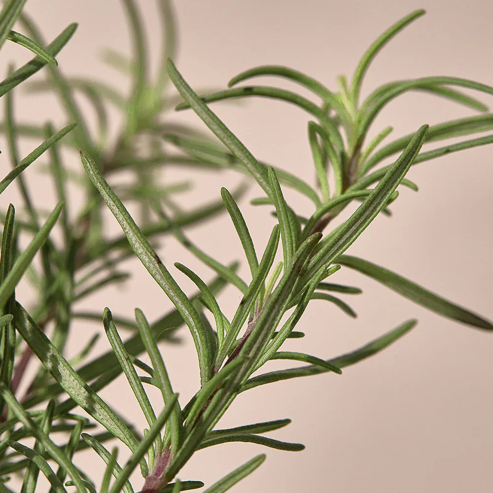 Kaine | Rosemary Relief Body Mist