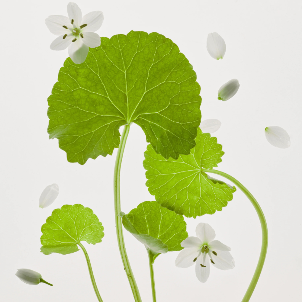 Beauty of Joseon | Light on Serum Centella + Vita C