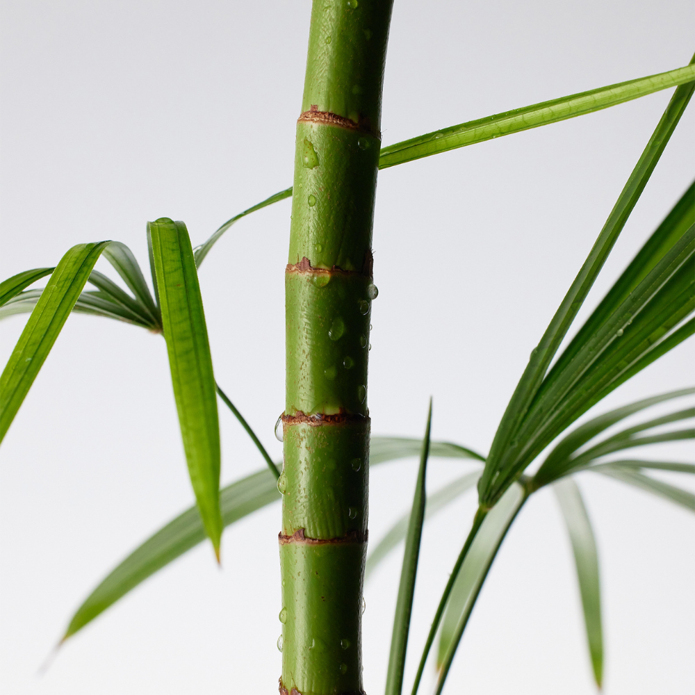 Purito Seoul | Mighty Bamboo Panthenol Cleanser