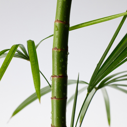 Purito Seoul | Mighty Bamboo Panthenol Cleanser